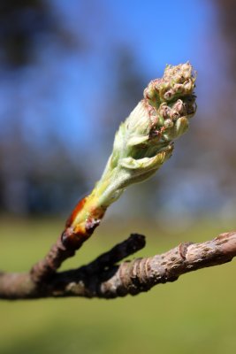 Sorbus domestica - jeřáb oskeruše - pupeny květenství